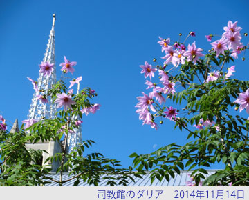 司教館のダリア