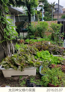 太田神父様の菜園