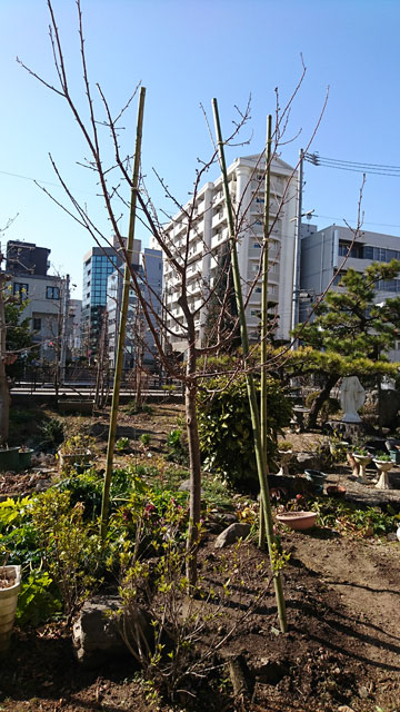 教区センターの庭の「かわず桜」