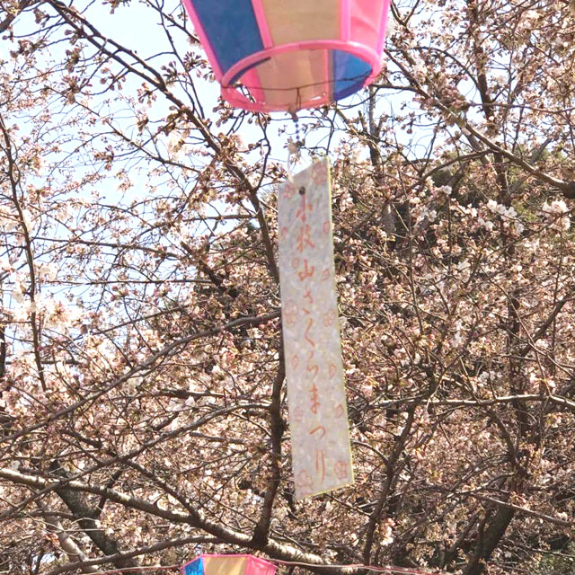 小牧山の公園の桜