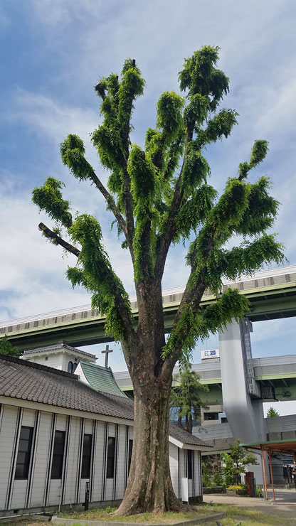 主税町記念聖堂　ケヤキ