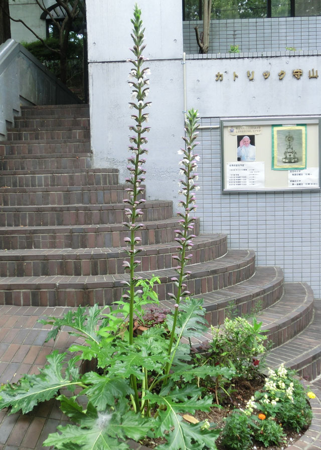 守山教会のアカンサス