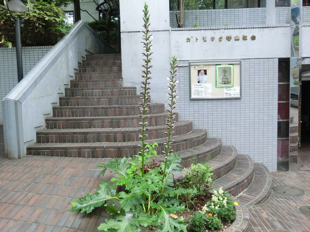 守山教会のアカンサスの花