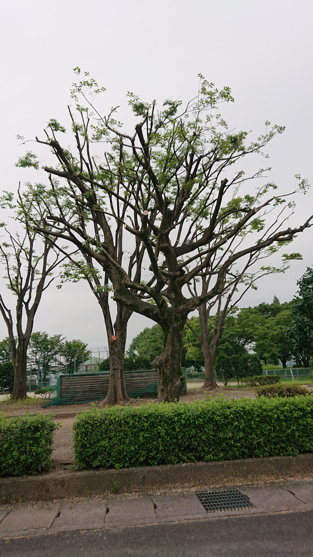 小牧教会の前の公園　けやきの木