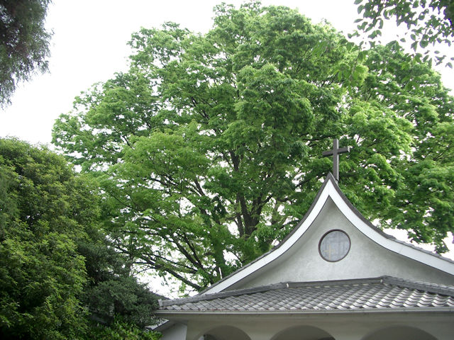 主税町記念聖堂　けやきの木