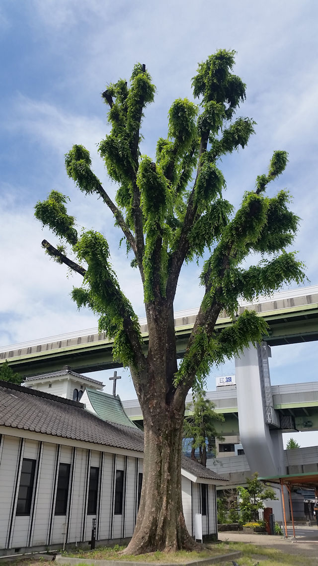 主税町記念聖堂　けやきの木