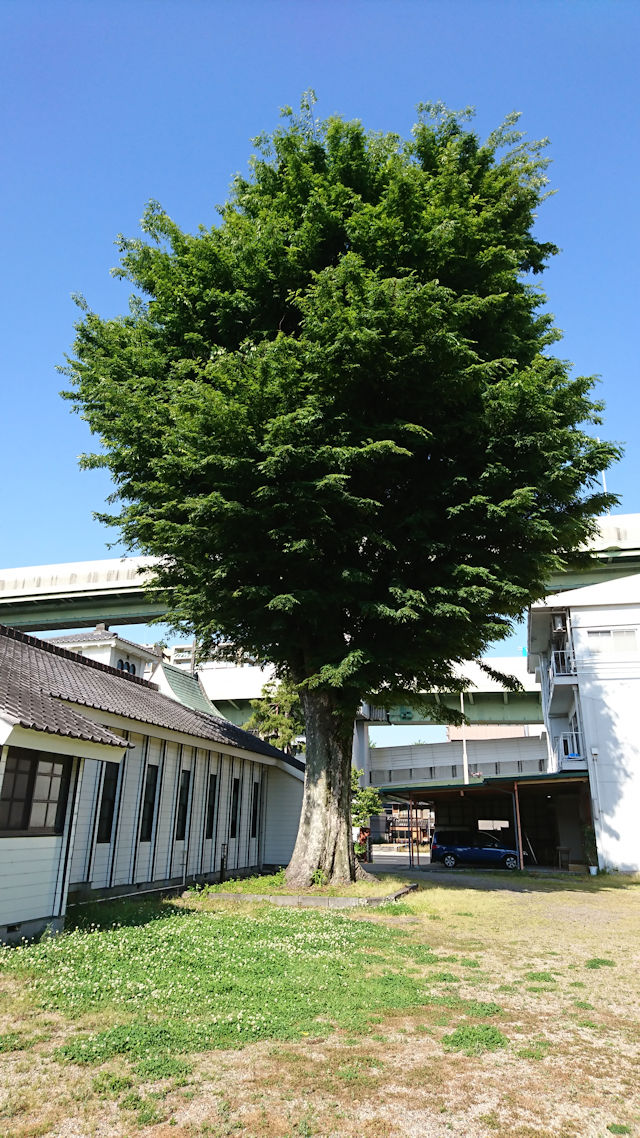 主税町記念聖堂　けやきの木