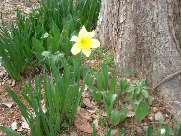 水仙の花とチューリップの葉