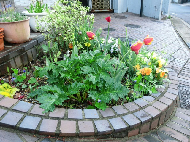 守山教会の前の花壇に芽を吹き始めた「アカンサス」の花苗。教区事務所からもらって昨年移植。