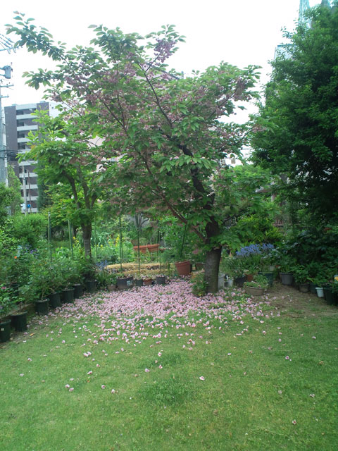 教区事務所の八重桜