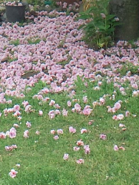 教区事務所の八重桜