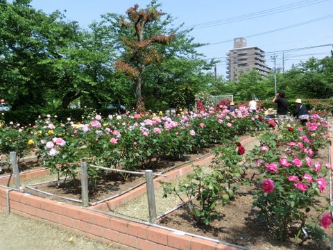 春日井市・王子製紙のバラ園