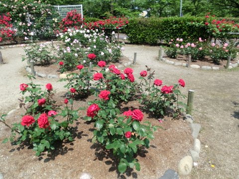 春日井市・王子製紙のバラ園