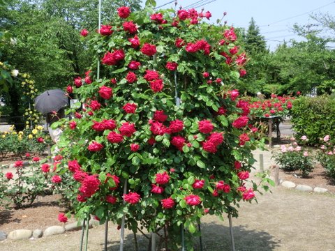 春日井市・王子製紙のバラ園