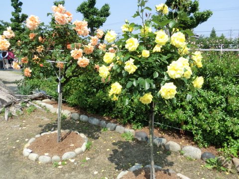 春日井市・王子製紙のバラ園