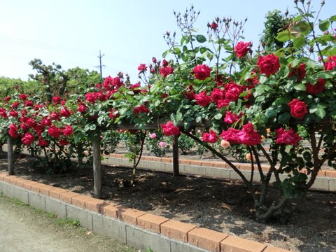 春日井市・王子製紙のバラ園