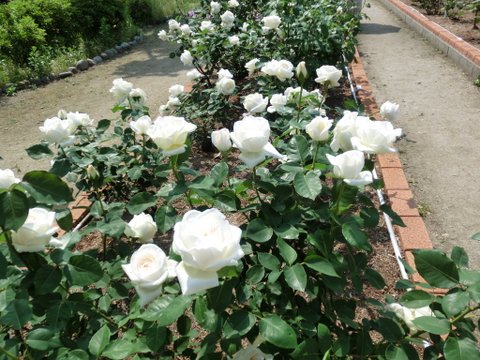 春日井市・王子製紙のバラ園