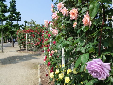 春日井市・王子製紙のバラ園