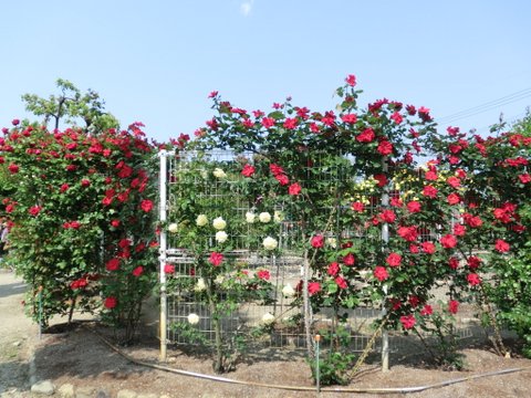 春日井市・王子製紙のバラ園