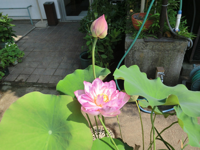 太田神父様のハスの花