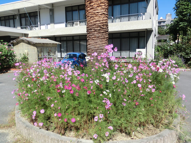 司教館の庭のコスモス
