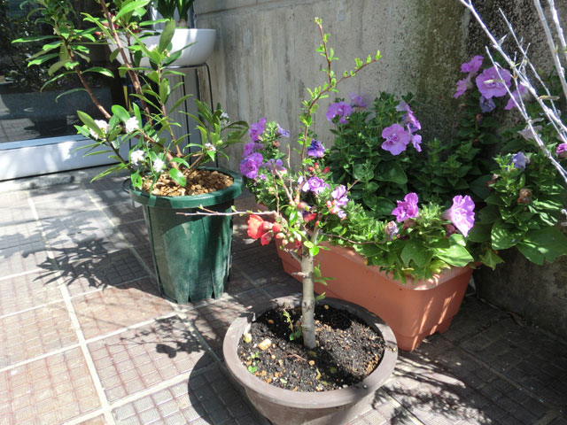 教区事務所　ぼけの花