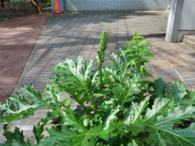 守山教会、上の写真の親から分けてもらった子のアカンサスの花