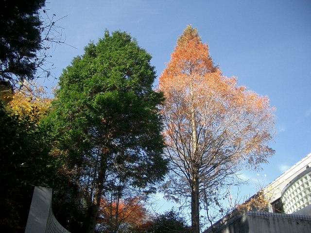 守山教会 2008年12月撮影